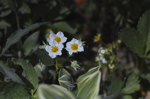 イチゴ