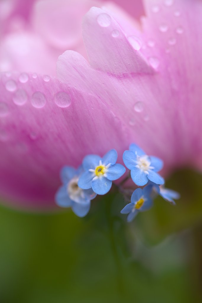忘れな草
