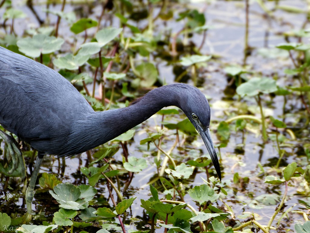 Little Blue Heron 2