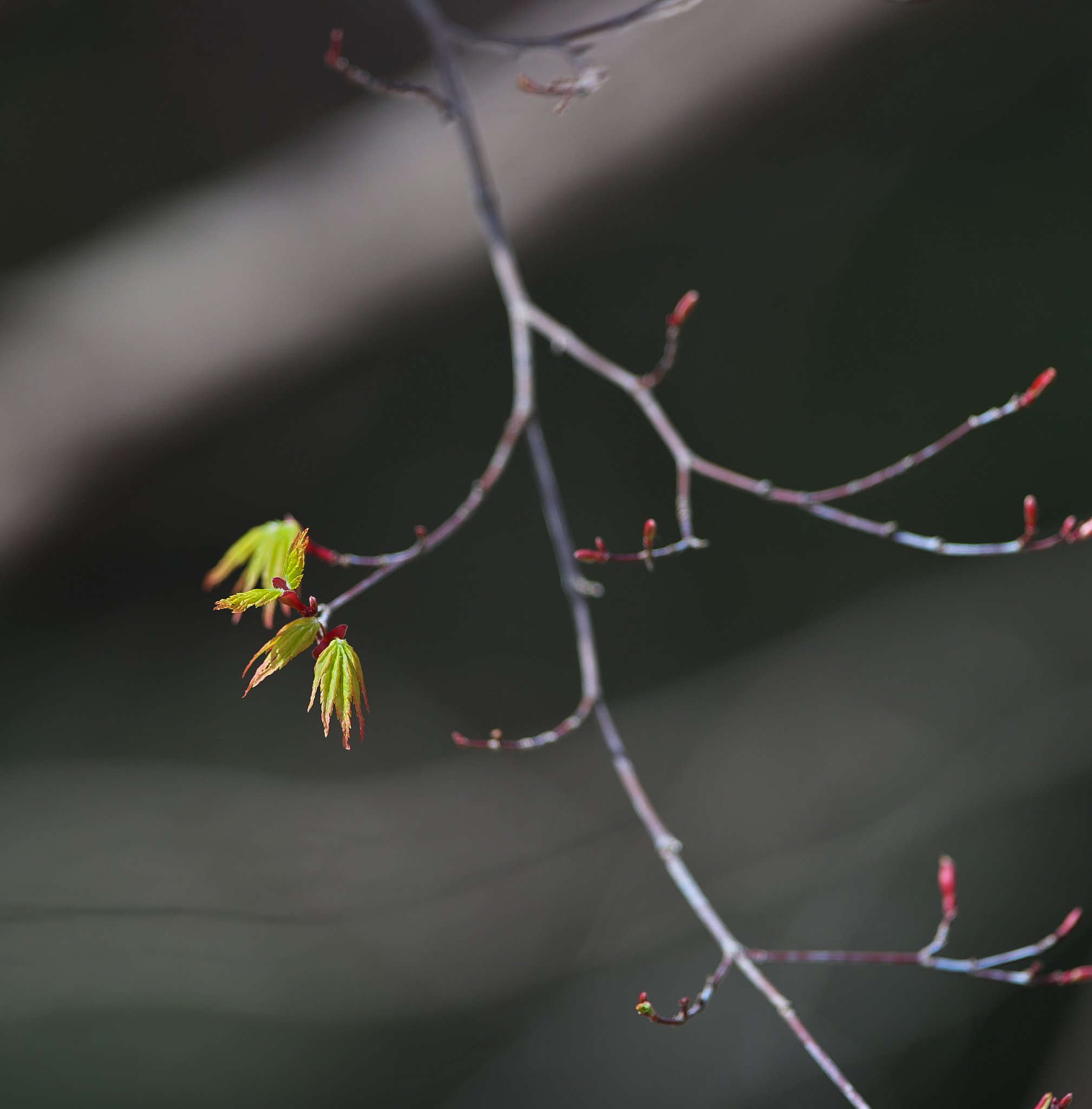 新芽