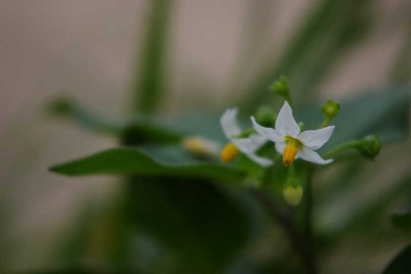 荒地の花