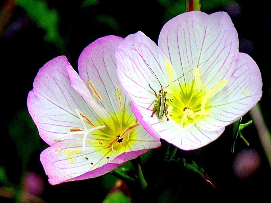 花に虫が