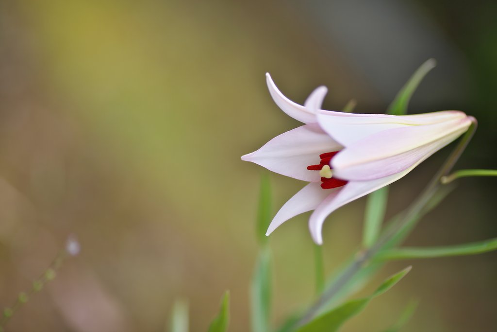 ササユリ開花