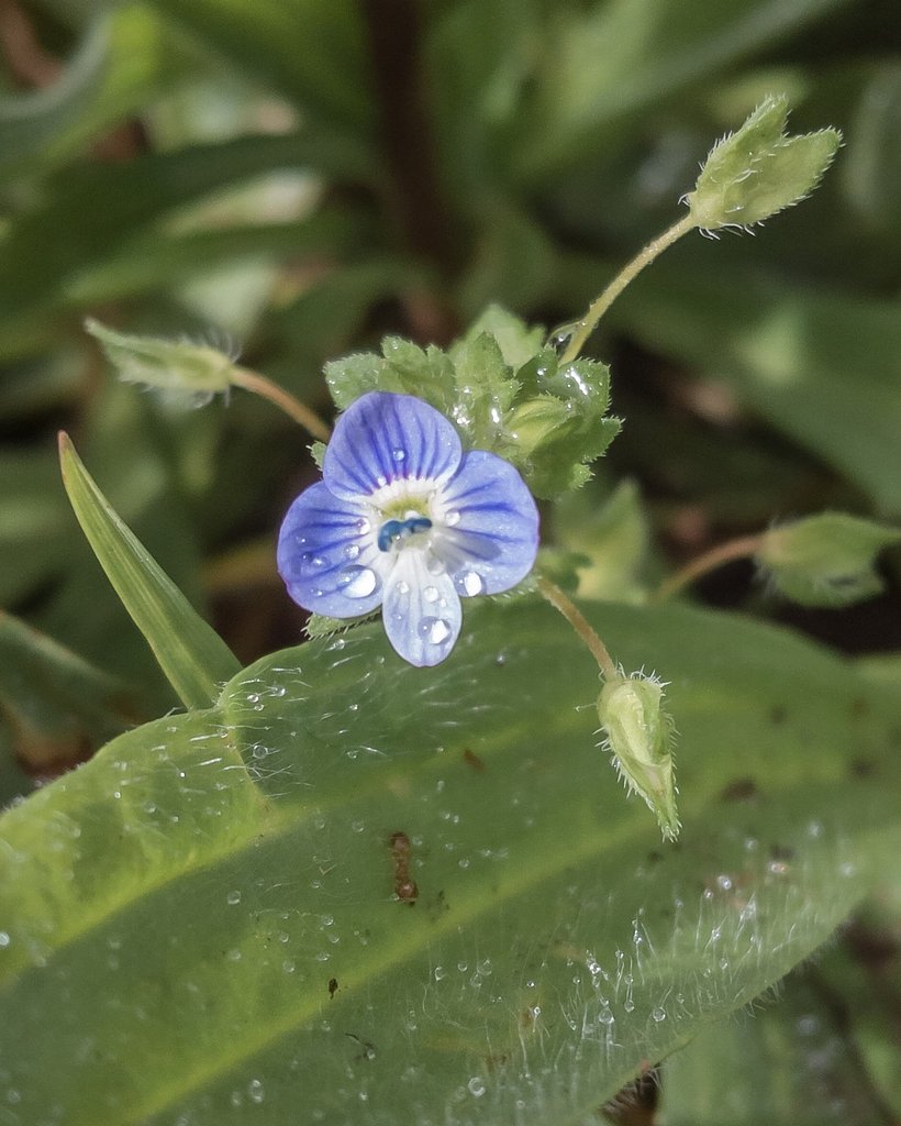【自粛】基本は道草