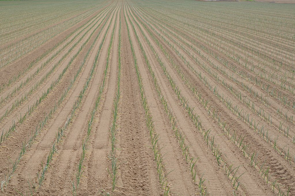 希望