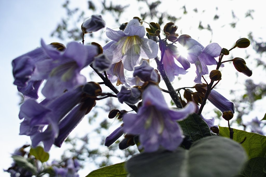 桐の花