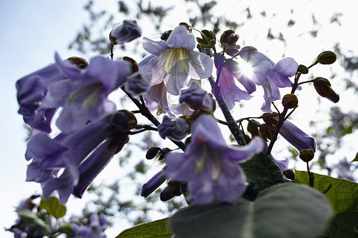 桐の花