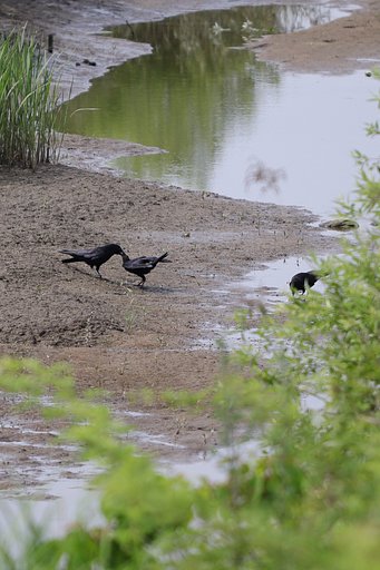 シリーズ親子　カラス編