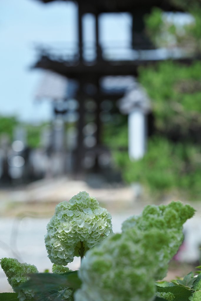 柏葉アジサイ