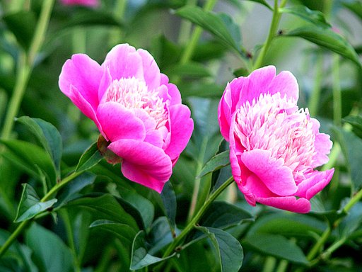 芍薬　面影　２