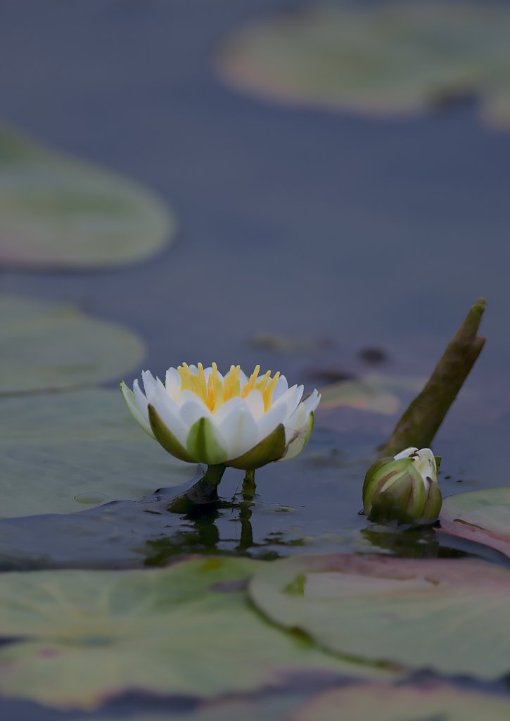 水連
