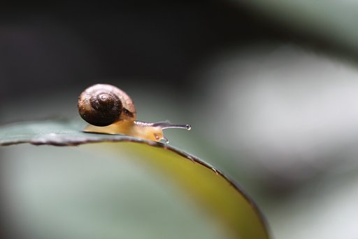 カタツムリ