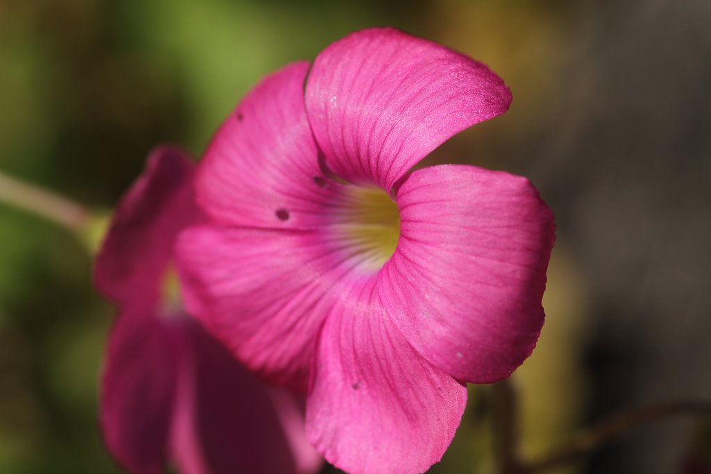 Canon FE100mmF2.8Macro