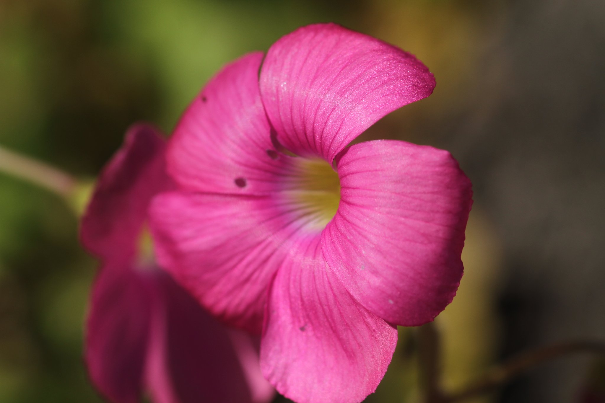 Canon FE100mmF2.8Macro