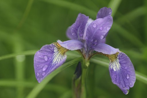 Tamron90mmF2.8macro 172E