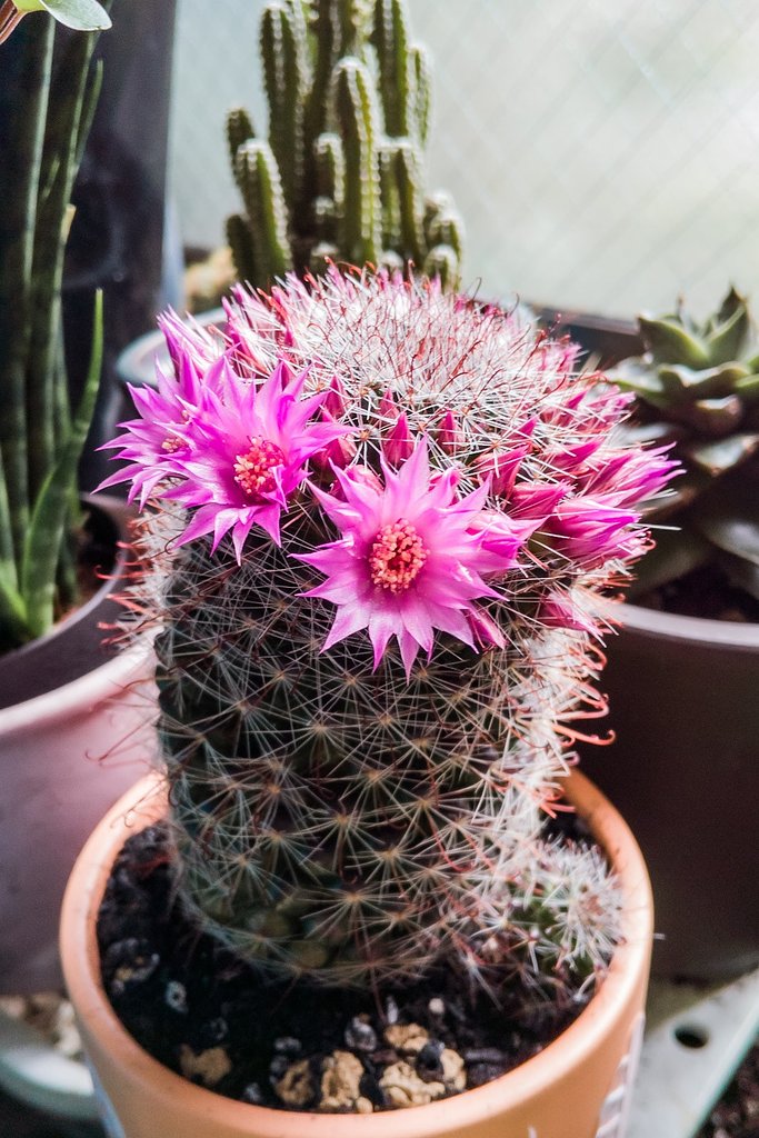 月影丸…サボテンの花
