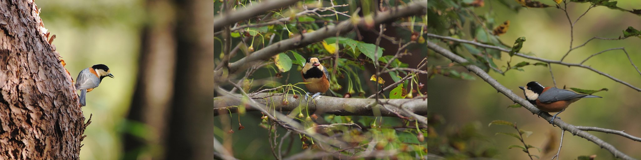 秋、緑林に憩う(4)