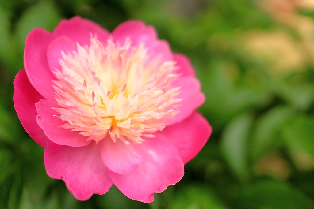 花の美しさ