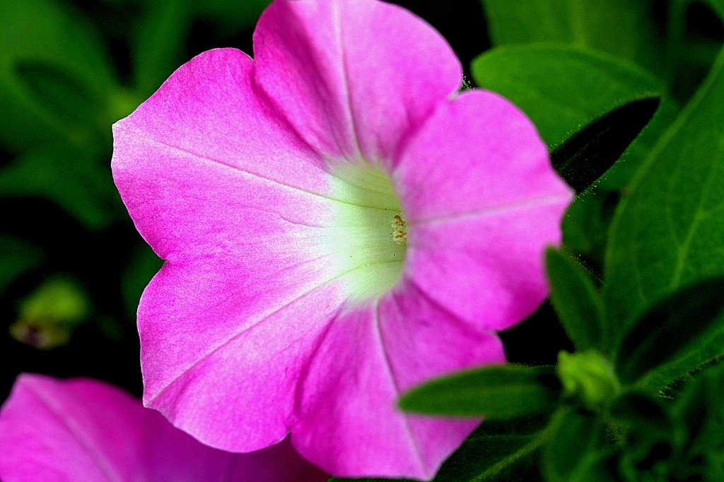 Tamron SP 90mmF2.8macro  USD 004
