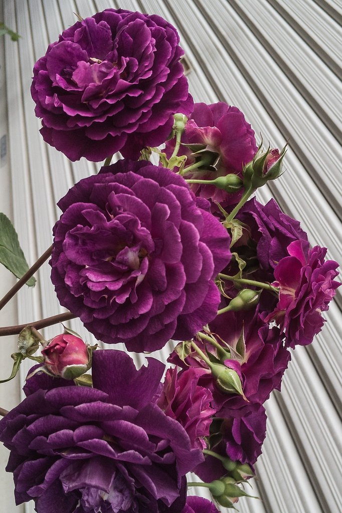 【自粛】薔薇の頃