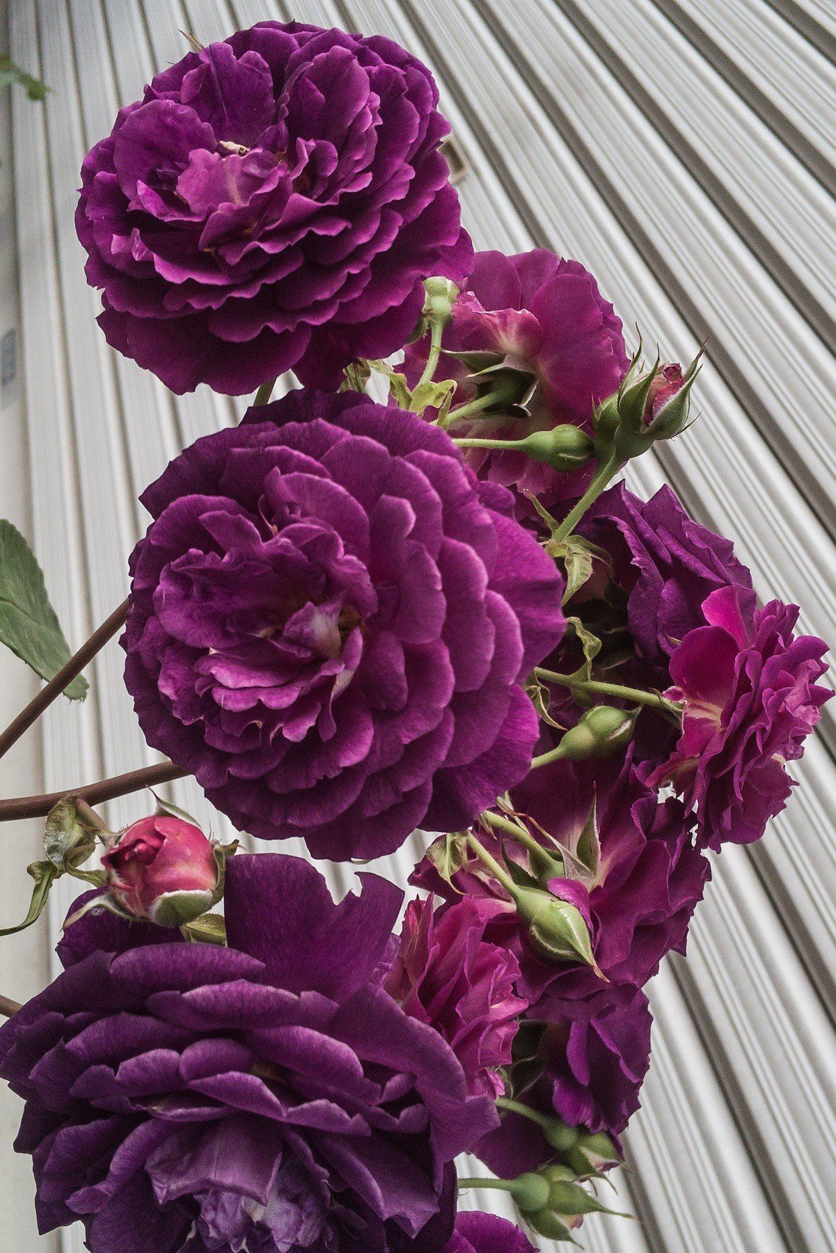 【自粛】薔薇の頃