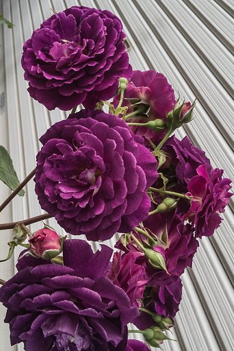 【自粛】薔薇の頃