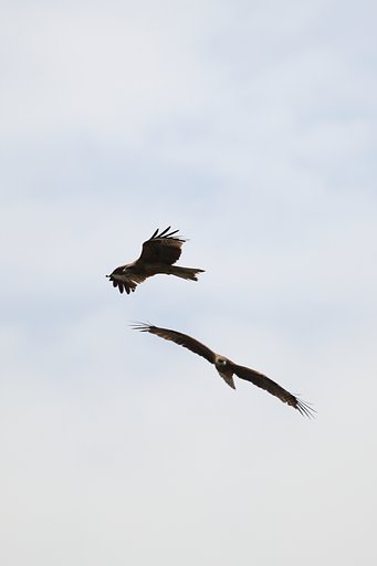 トビとトビ