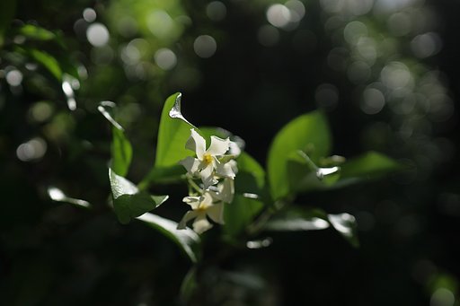 朝日に照らされて