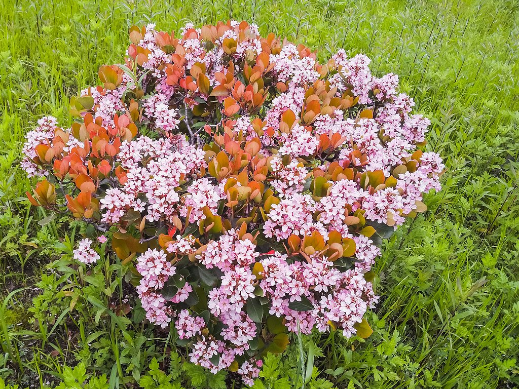 赤花シャリンバイ姿見