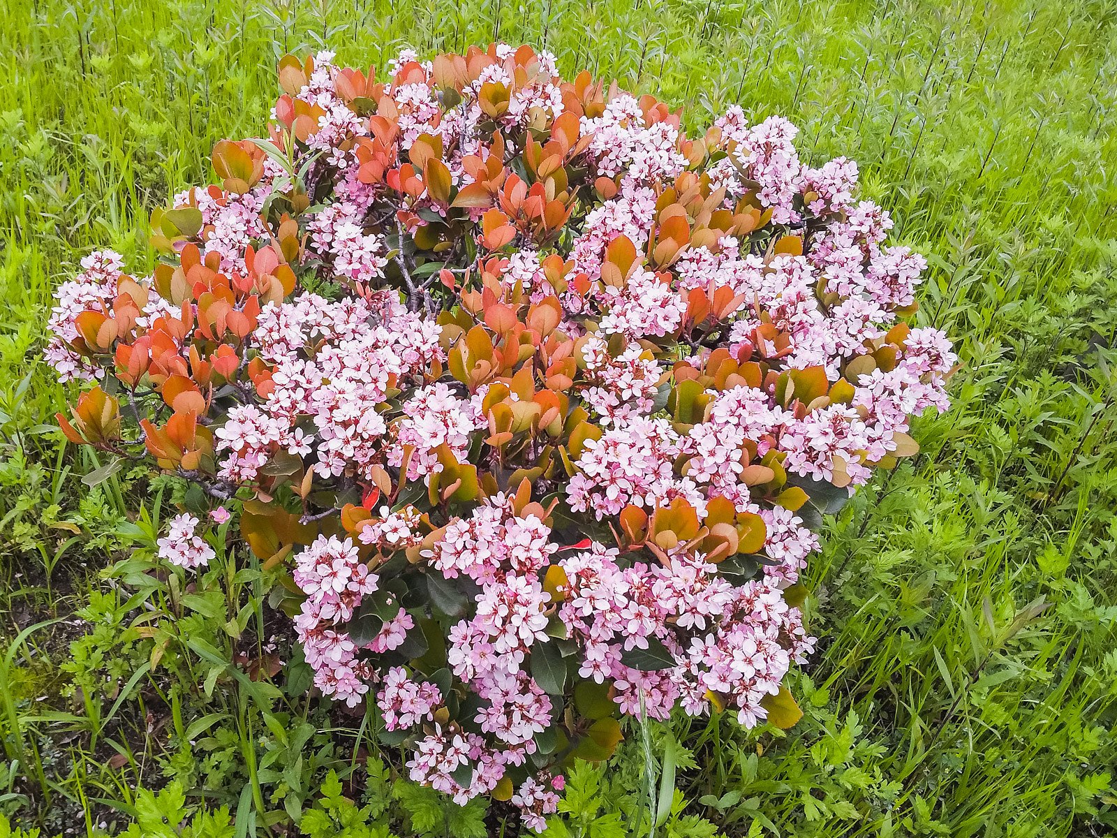 赤花シャリンバイ姿見