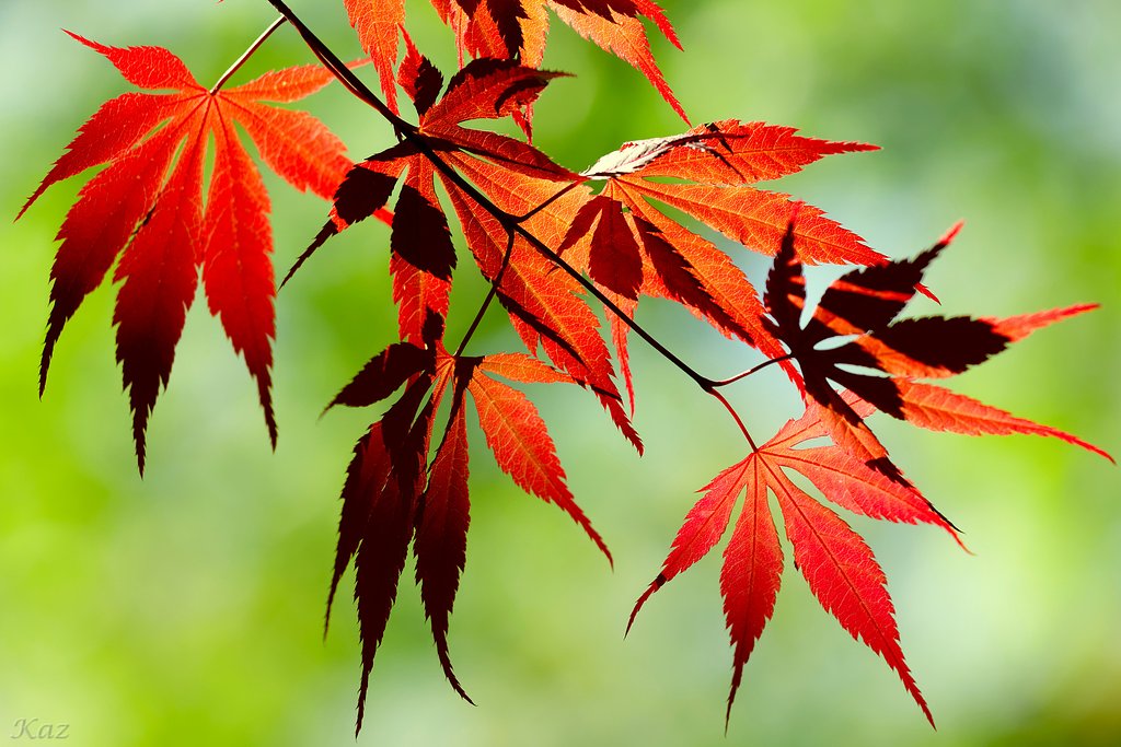 春紅葉