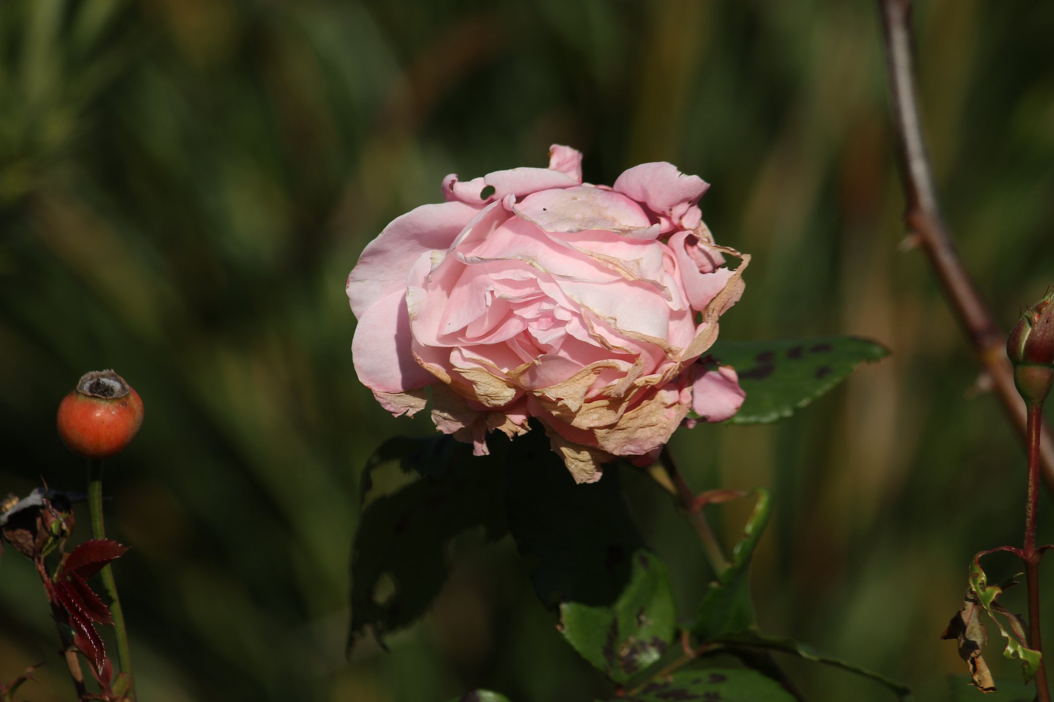 EF-S55-250mmF4-5.6