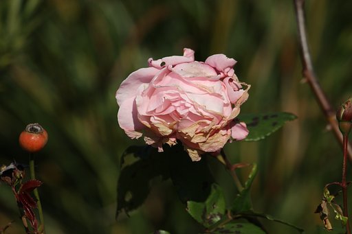 EF-S55-250mmF4-5.6