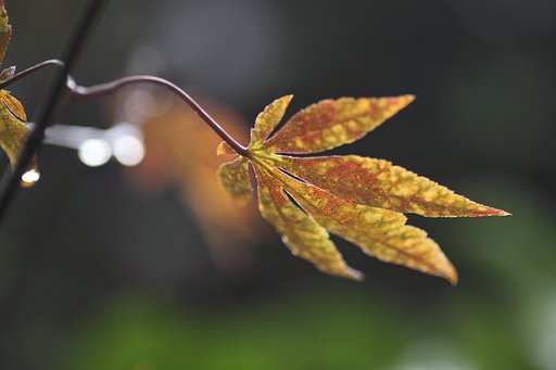 紅葉