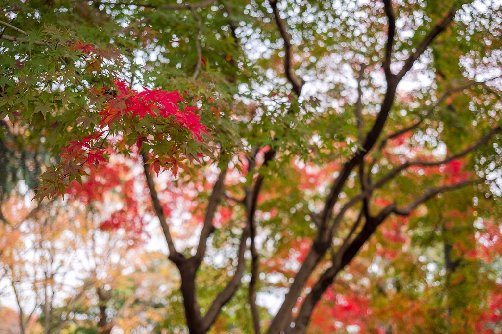 紅一点