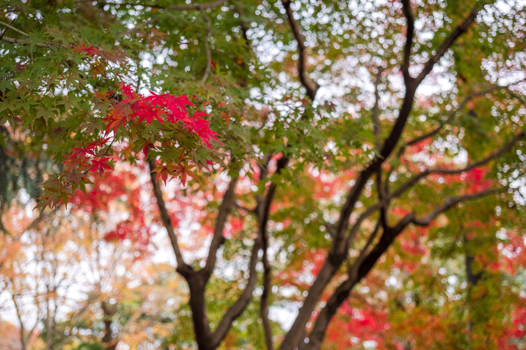 紅一点