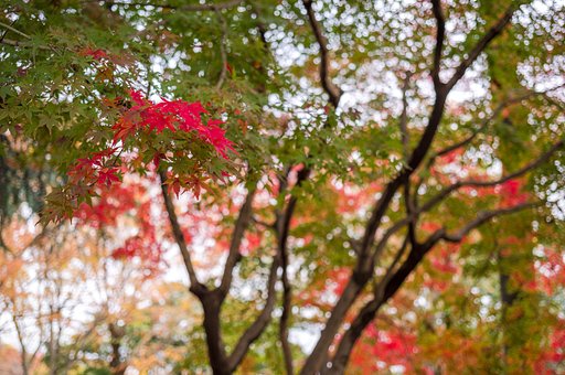 紅一点