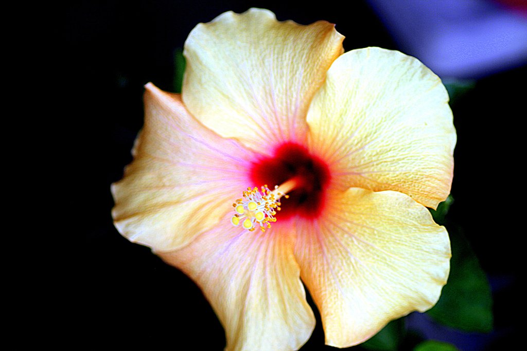 Tamron90mmF2.8 Macro 172E