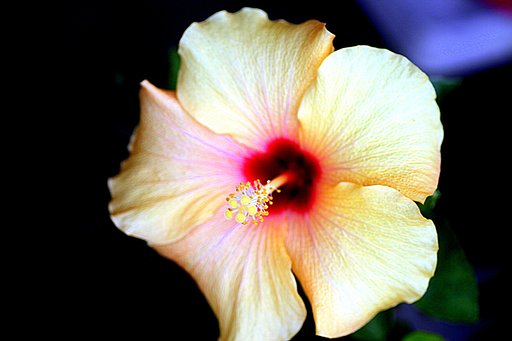 Tamron90mmF2.8 Macro 172E