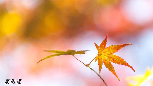 f2.8の秋彩