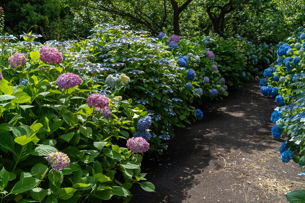 紫陽花の小径