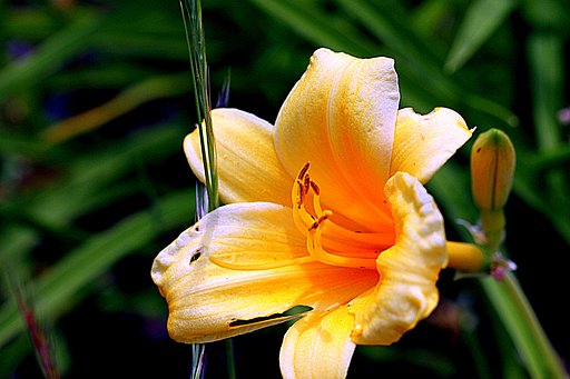 スゲの花かな？