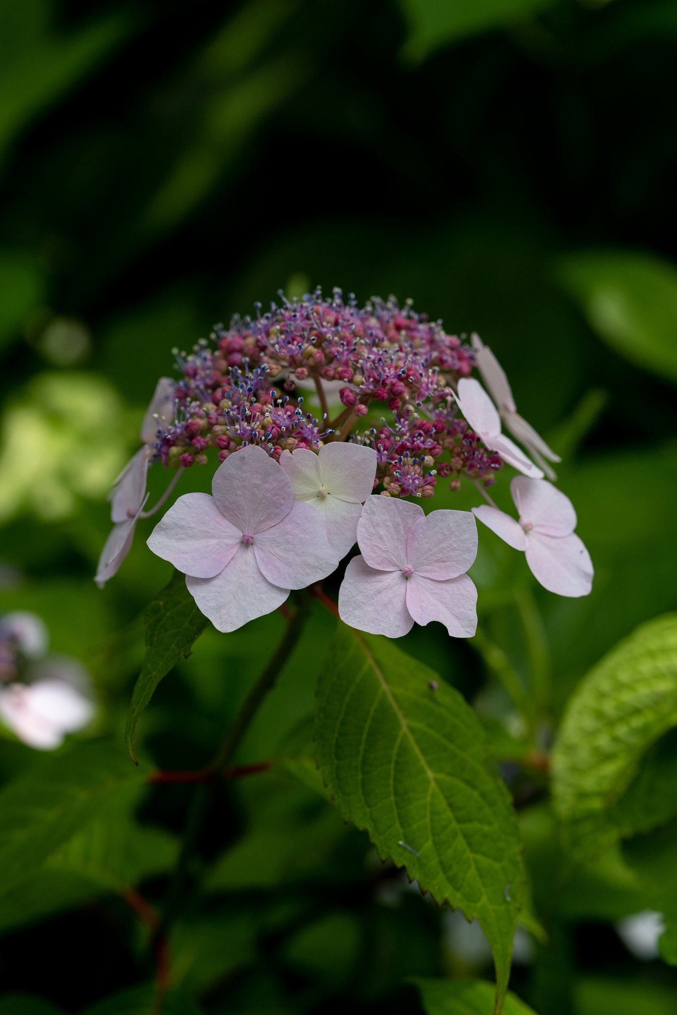 紫陽花