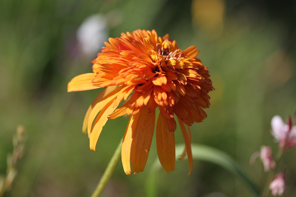 EF-S60mmF2.8macro
