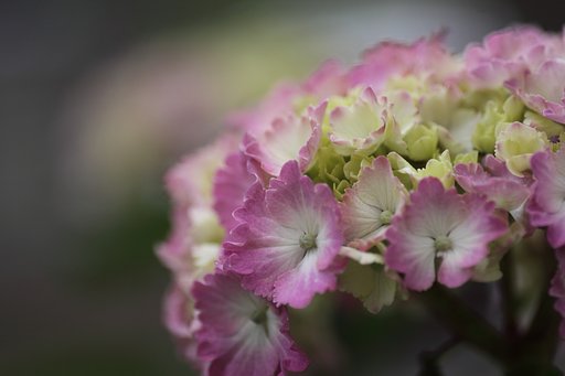 紫陽花