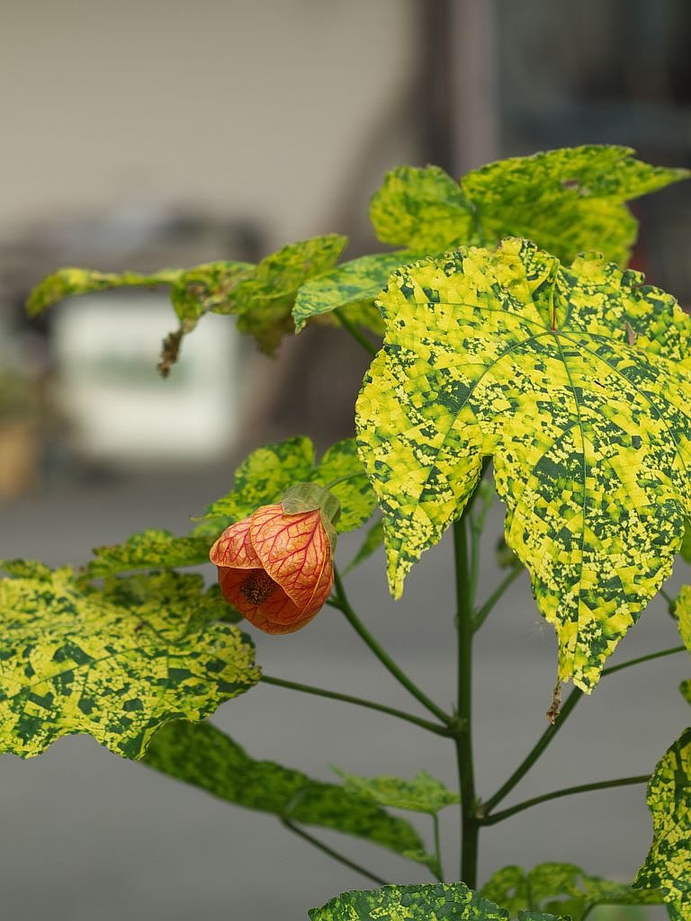 何の花でしょう?