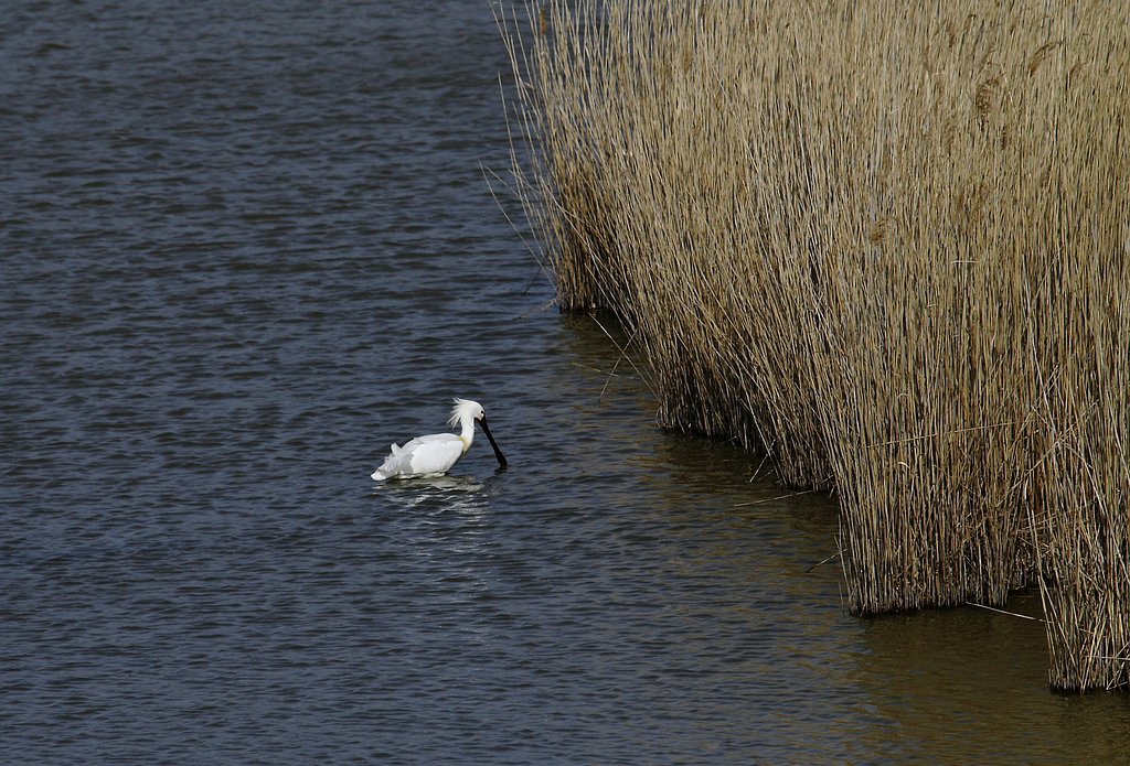 Olympus D 50-200mm SWD
