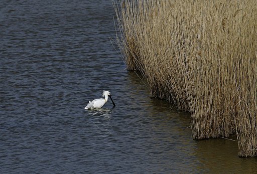 Olympus D 50-200mm SWD