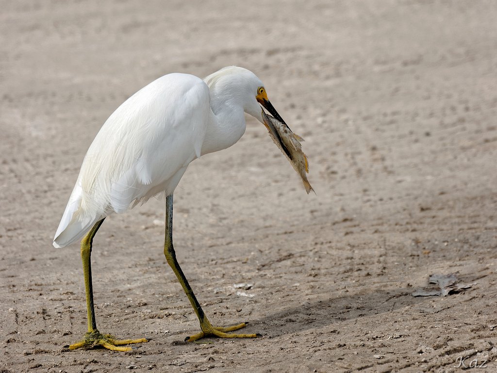 Little Egret
