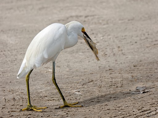 Little Egret